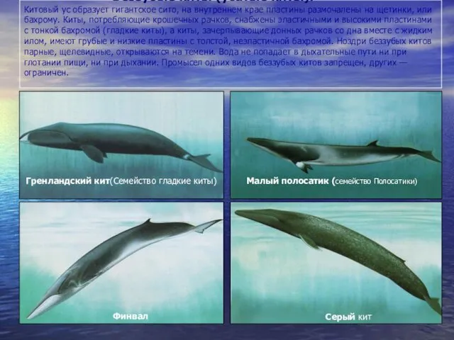 Беззубые киты (усатые киты). Китовый ус образует гигантское сито, на внутреннем