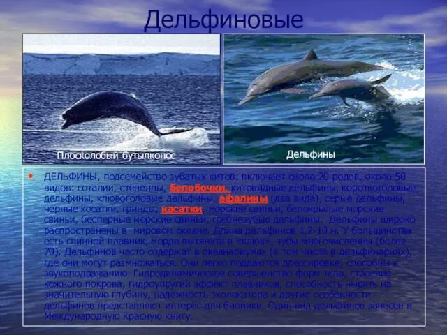 Дельфиновые ДЕЛЬФИНЫ, подсемейство зубатых китов; включает около 20 родов, около 50