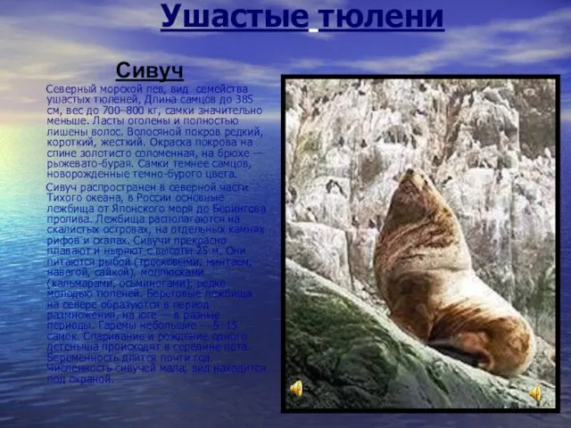Ушастые тюлени Сивуч Северный морской лев, вид семейства ушастых тюленей, Длина
