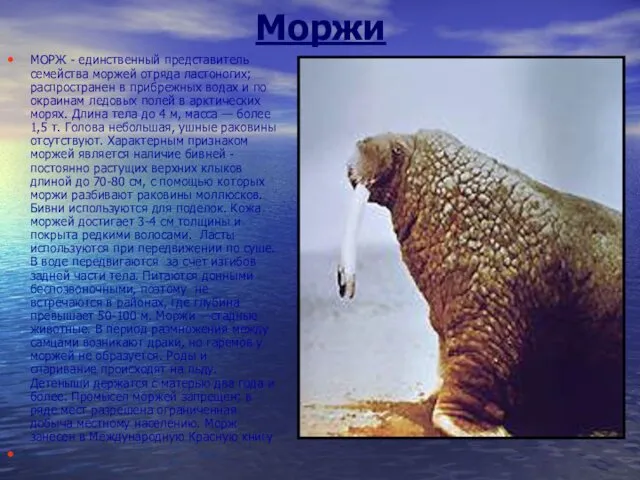 Моржи МОРЖ - единственный представитель семейства моржей отряда ластоногих; распространен в