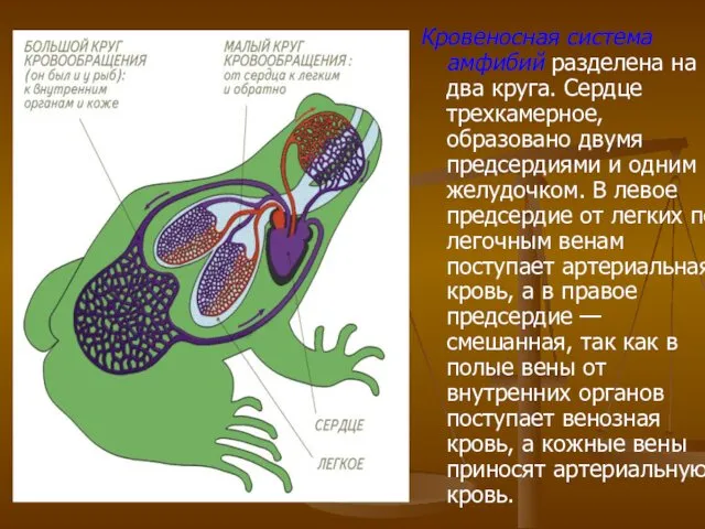 Кровеносная система амфибий разделена на два круга. Сердце трехкамерное, образовано двумя