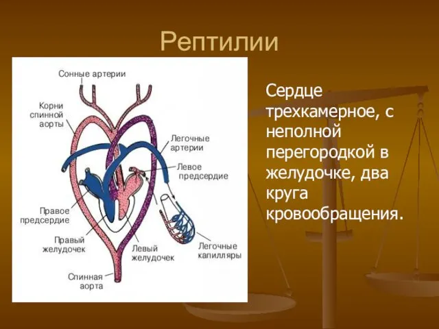 Рептилии Сердце трехкамерное, с неполной перегородкой в желудочке, два круга кровообращения.