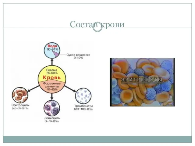 Состав крови