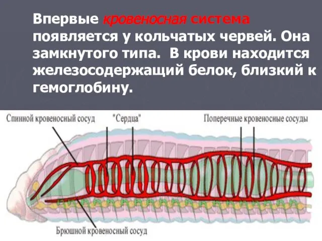 Впервые кровеносная система появляется у кольчатых червей. Она замкнутого типа. В