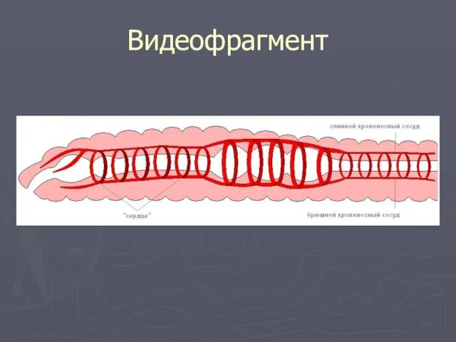 Видеофрагмент