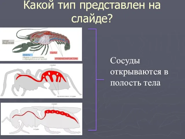 Какой тип представлен на слайде? Сосуды открываются в полость тела