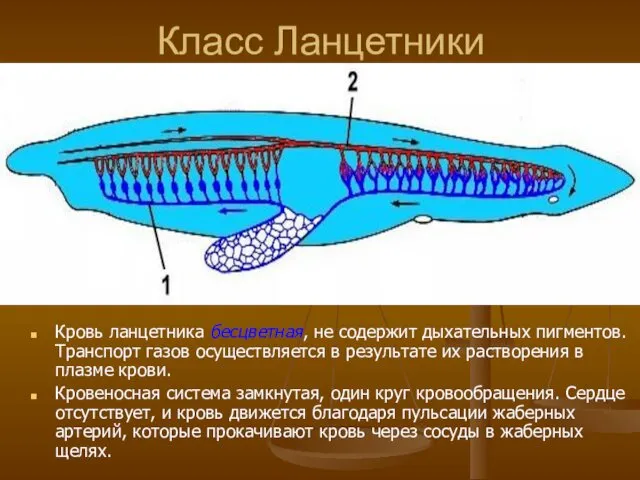 Класс Ланцетники Кровь ланцетника бесцветная, не содержит дыхательных пигментов. Транспорт газов