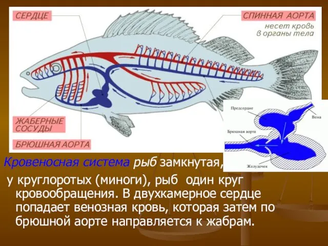 Кровеносная система рыб замкнутая, у круглоротых (миноги), рыб один круг кровообращения.