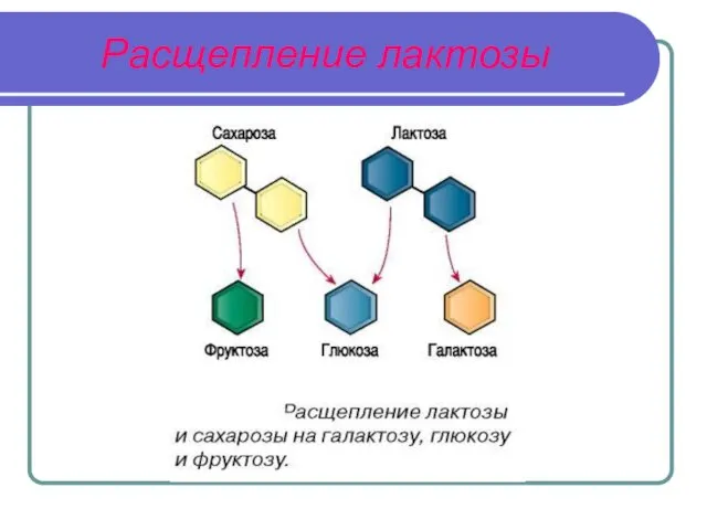 Расщепление лактозы