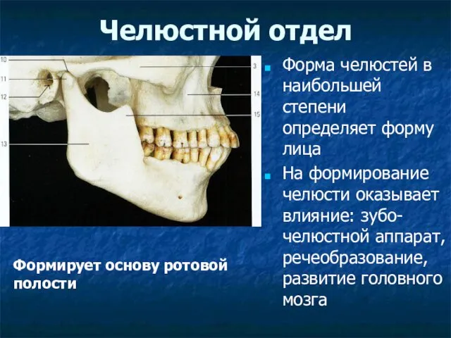 Челюстной отдел Форма челюстей в наибольшей степени определяет форму лица На