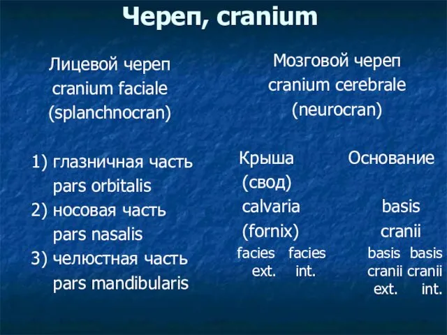 Череп, cranium Лицевой череп cranium faciale (splanchnocran) 1) глазничная часть pars