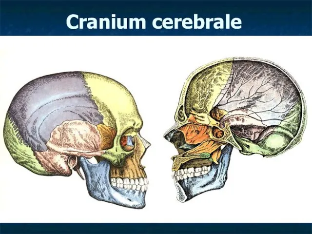 Cranium cerebrale