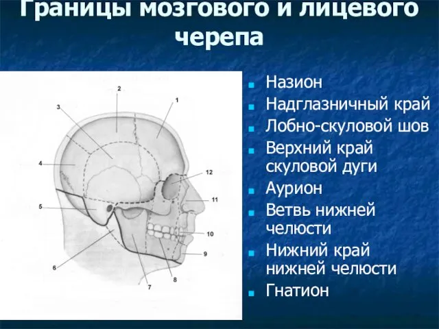 Границы мозгового и лицевого черепа Назион Надглазничный край Лобно-скуловой шов Верхний