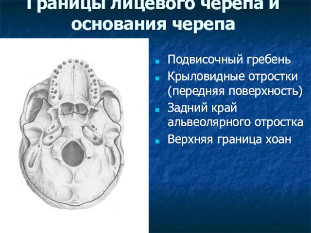 Границы лицевого черепа и основания черепа Подвисочный гребень Крыловидные отростки (передняя