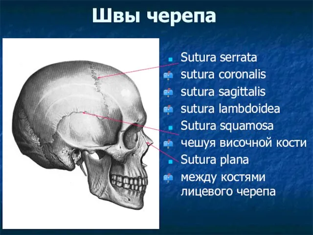 Швы черепа Sutura serrata sutura coronalis sutura sagittalis sutura lambdoidea Sutura