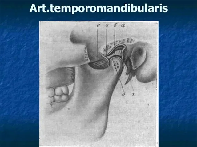 Art.temporomandibularis