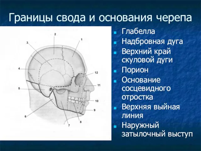 Границы свода и основания черепа Глабелла Надбровная дуга Верхний край скуловой