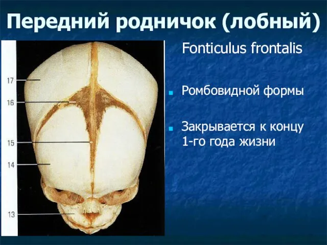 Передний родничок (лобный) Ромбовидной формы Закрывается к концу 1-го года жизни Fonticulus frontalis
