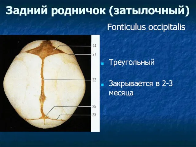 Задний родничок (затылочный) Треугольный Закрывается в 2-3 месяца Fonticulus occipitalis
