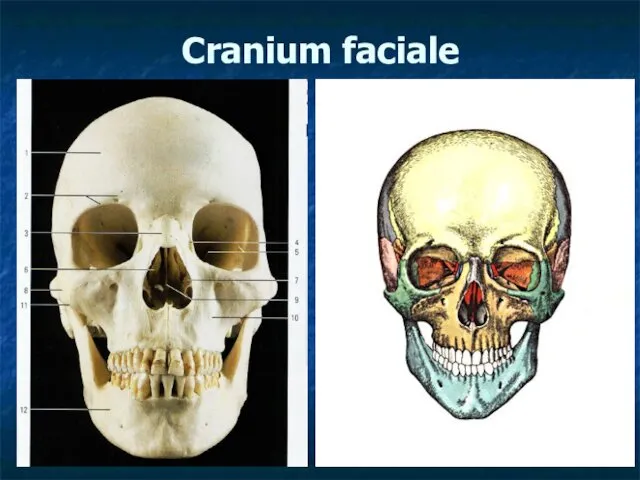 Cranium faciale