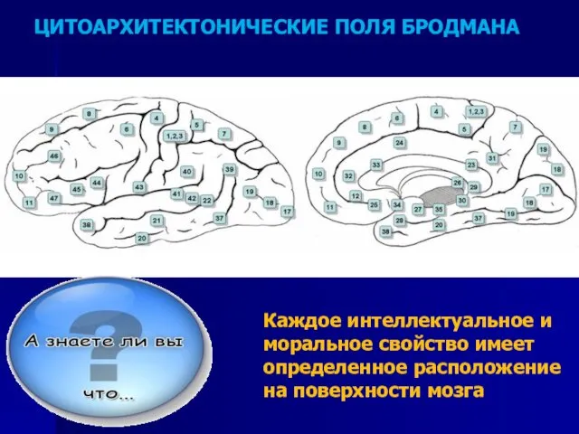 Каждое интеллектуальное и моральное свойство имеет определенное расположение на поверхности мозга ЦИТОАРХИТЕКТОНИЧЕСКИЕ ПОЛЯ БРОДМАНА