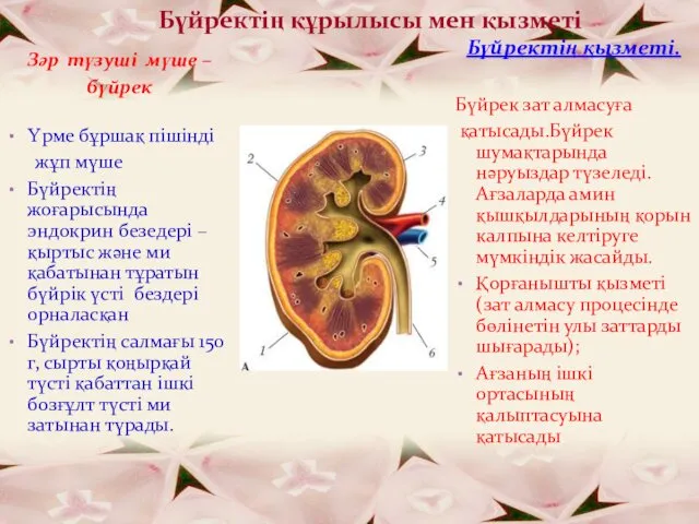 Бүйректің құрылысы мен қызметі Зәр түзуші мүше – бүйрек Үрме бұршақ