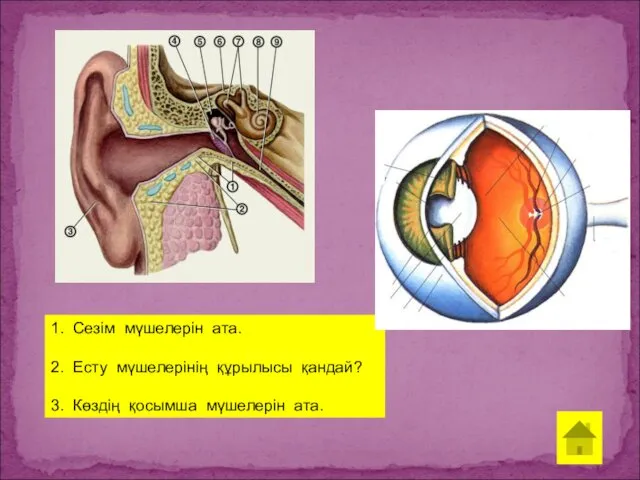 1. Сезім мүшелерін ата. 2. Есту мүшелерінің құрылысы қандай? 3. Көздің қосымша мүшелерін ата.