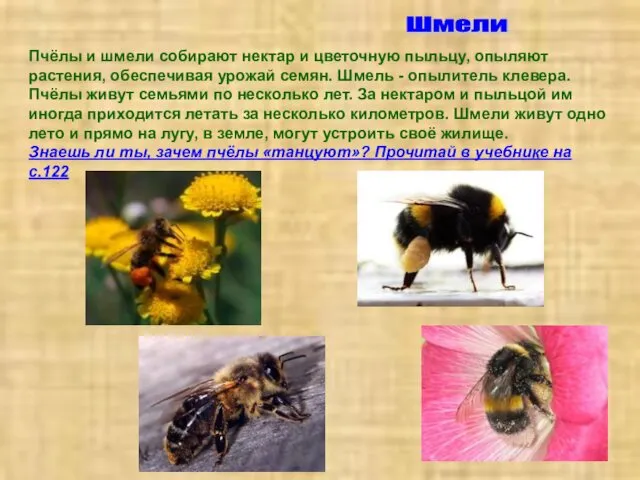 Пчёлы Шмели Пчёлы и шмели собирают нектар и цветочную пыльцу, опыляют