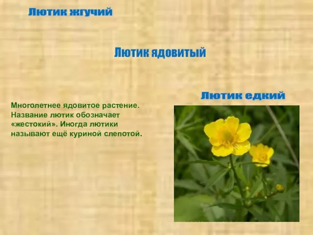 Лютик едкий Лютик жгучий Многолетнее ядовитое растение. Название лютик обозначает «жестокий».