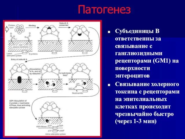 Патогенез Субъединицы В ответственны за связывание с ганглиозидными рецепторами (GM1) на