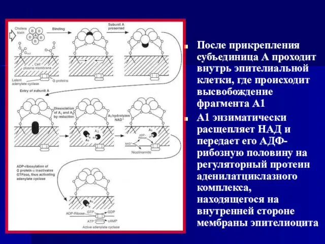 После прикрепления субъединица А проходит внутрь эпителиальной клетки, где происходит высвобождение