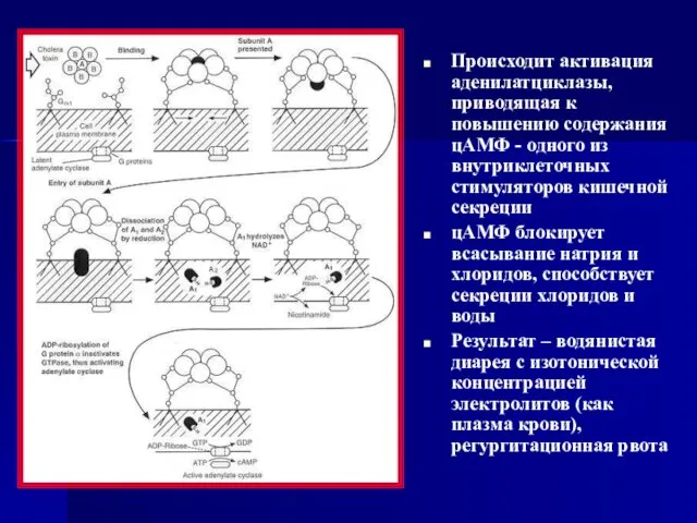 Происходит активация аденилатциклазы, приводящая к повышению содержания цАМФ - одного из