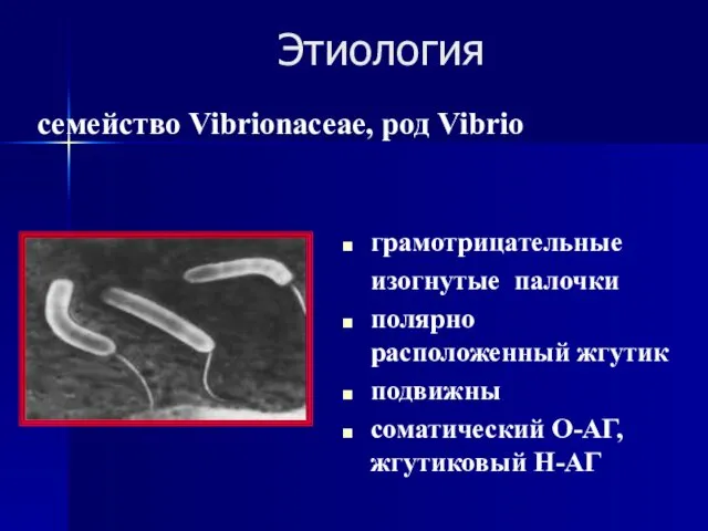 Этиология грамотрицательные изогнутые палочки полярно расположенный жгутик подвижны соматический О-АГ, жгутиковый Н-АГ семейство Vibrionaceae, род Vibrio