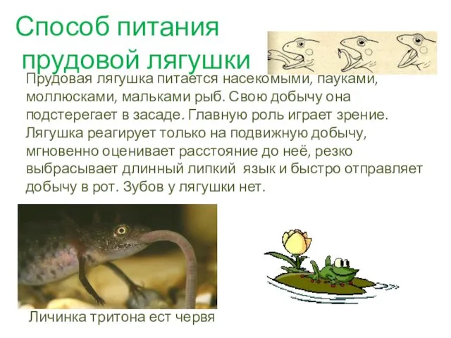 Способ питания прудовой лягушки Прудовая лягушка питается насекомыми, пауками, моллюсками, мальками