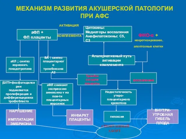 МЕХАНИЗМ РАЗВИТИЯ АКУШЕРСКОЙ ПАТОЛОГИИ ПРИ АФС АКТИВАЦИЯ КОМПЛЕМЕНТА ФНО-α + некротизированю,