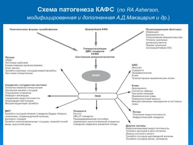 Схема патогенеза КАФС (по RA Asherson, модифицированная и дополненная А.Д.Макацария и др.)