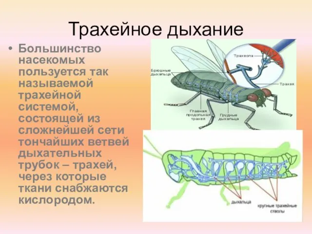 Трахейное дыхание Большинство насекомых пользуется так называемой трахейной системой, состоящей из