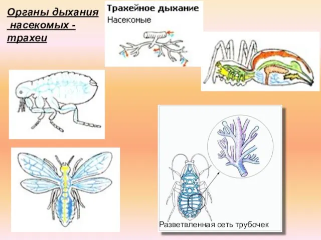 Разветвленная сеть трубочек Органы дыхания насекомых -трахеи