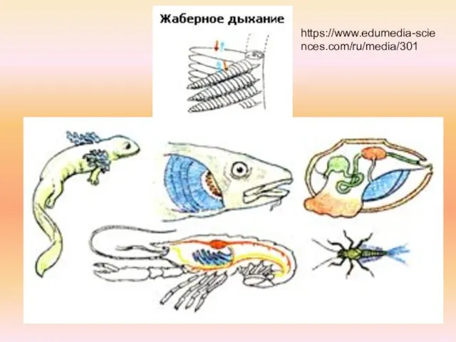 https://www.edumedia-sciences.com/ru/media/301