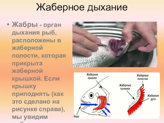 Жаберное дыхание Жабры - орган дыхания рыб, расположены в жаберной полости,