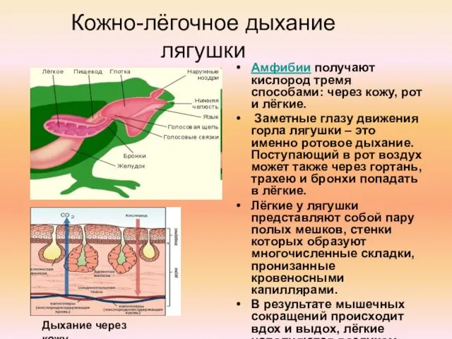 Кожно-лёгочное дыхание лягушки Амфибии получают кислород тремя способами: через кожу, рот