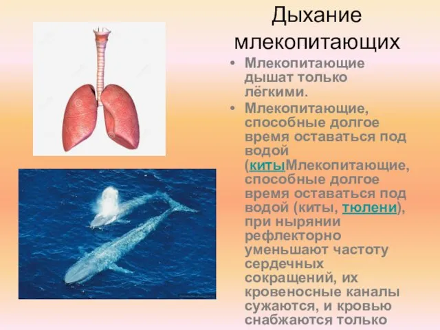 Дыхание млекопитающих Млекопитающие дышат только лёгкими. Млекопитающие, способные долгое время оставаться