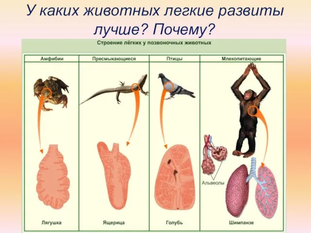 У каких животных легкие развиты лучше? Почему?