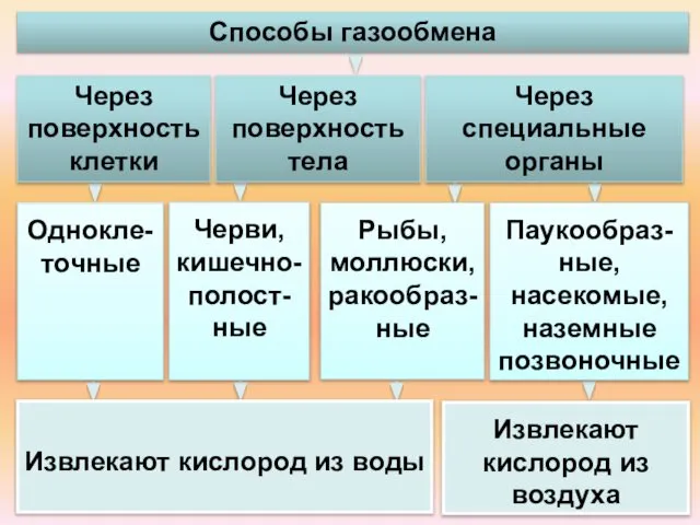 Однокле-точные Черви, кишечно-полост-ные Рыбы, моллюски, ракообраз-ные Паукообраз-ные, насекомые, наземные позвоночные Извлекают