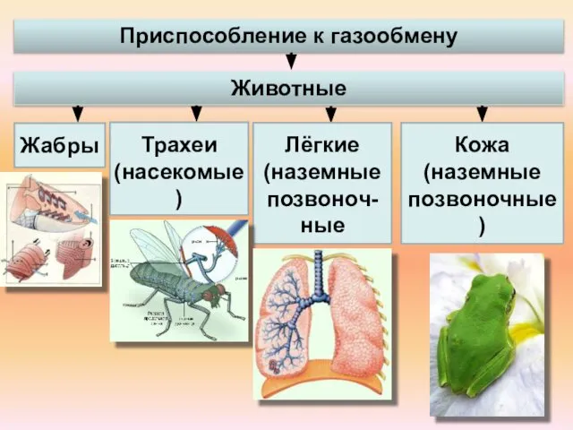 Жабры Трахеи (насекомые) Лёгкие (наземные позвоноч-ные Кожа (наземные позвоночные) Приспособление к газообмену Животные