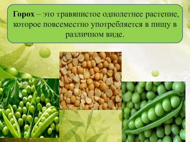 Горох – это травянистое однолетнее растение, которое повсеместно употребляется в пищу в различном виде.