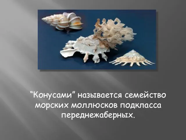 “Конусами” называется семейство морских моллюсков подкласса переднежаберных.