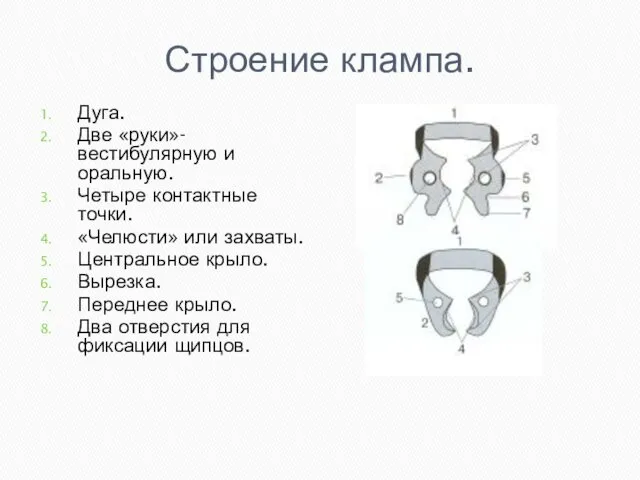 Строение клампа. Дуга. Две «руки»- вестибулярную и оральную. Четыре контактные точки.