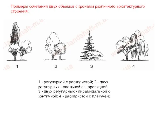 1 - регулярной с раскидистой; 2 - двух регулярных - овальной