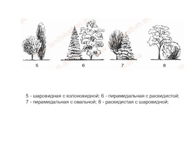 5 - шаровидная с колоновидной; 6 - пирамидальная с раскидистой; 7